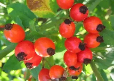 Hagebutten am Strauch im Sonnenschein mit grünen Blättern, Nahaufnahme. Perfekt für Natur- und Gartenblogs.