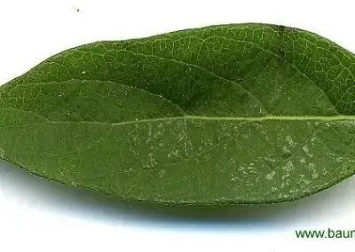 Grünes, längliches Blatt mit feiner Blattstruktur auf weißem Hintergrund. Oben rechts der Text www.baumkunde.de.