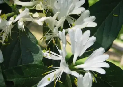 Weiße Blüten von Chionanthus retusus auf grünem Laub, nah aufgenommen im Sonnenlicht, zeigen feine gelbe Staubblätter.