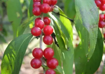 Rote Beeren an einem grünen Strauch im Sonnenlicht, idyllische Naturaufnahme.