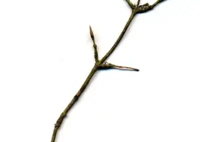 Dorniger Ast eines Weißdorns, isoliert auf weißem Hintergrund. Ideal zur Bestimmung von Pflanzenstrukturen.