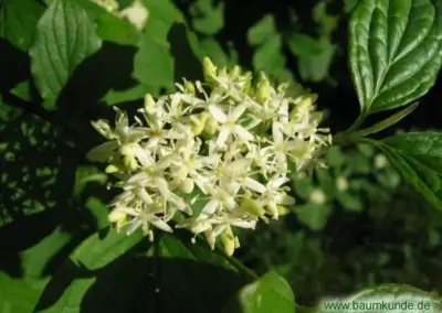 Weiße Blüten des Hartriegels im Sommer, umgeben von grünen Blättern. Ideal für Natur- und Gartenliebhaber.