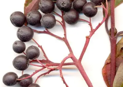Dunkle Beeren des Hartriegels mit roten Stielen und grünen Blättern auf weißem Hintergrund.