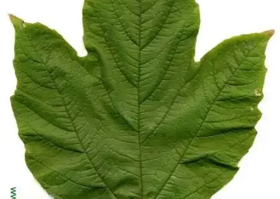 Grünes Blatt der Wilden Weinrebe vor weißem Hintergrund, deutlich strukturierte Blattadern und dreilappige Form.