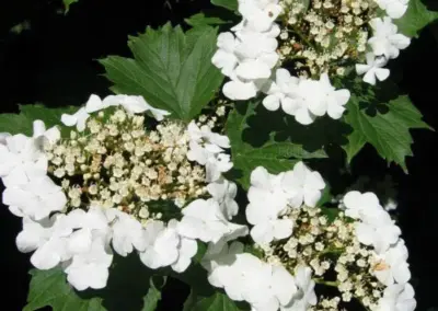 Weiße Blüten des Schneeballs (Viburnum opulus) mit grünen Blättern im Sonnenlicht, Nahaufnahme.