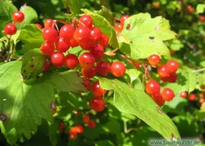 Rote Beeren des Gemeinen Schneeballs (Viburnum opulus) mit grünen Blättern im Sonnenlicht.