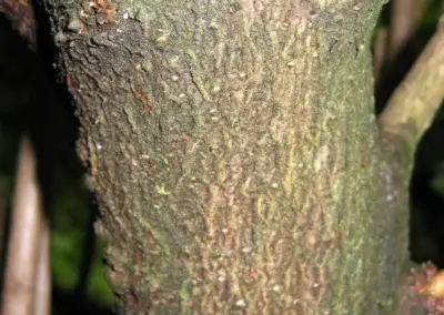 Nahaufnahme von rauer, moosiger Baumrinde im Sonnenlicht, Detail der Struktur und Farbnuancen.