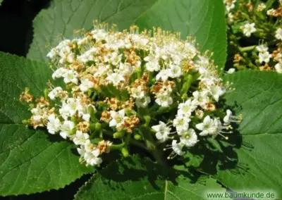 Weiße Blüten des Wolligen Schneeballs auf grünen Blättern im Sonnenlicht, botanische Nahaufnahme.