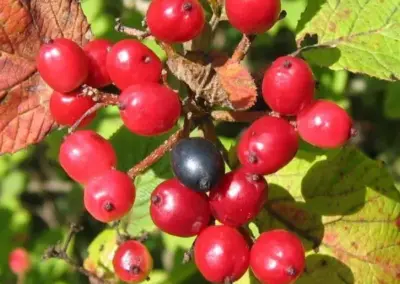 Rote und schwarze Beeren auf einem Ast mit grünen Blättern, sonnig beleuchtet, Naturaufnahme.
