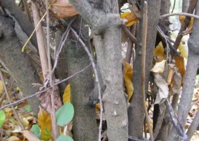 Mehrstämmiger Strauch mit grünem und braunem Laub, dichte Äste. Ideal für Natur- und Pflanzenliebhaber.