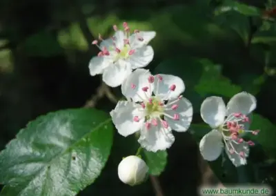 Weiße Blüten des Weißdorns mit rosa Staubblättern und grünen Blättern im Hintergrund, Nahaufnahme.