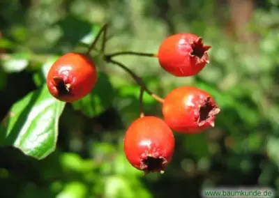 Rote Früchte an Zweig mit grünen Blättern, Nahaufnahme, sonnig beleuchtet im Garten.