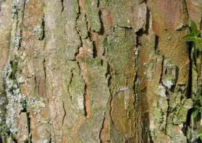 Nahaufnahme einer bemoosten Baumrinde mit grünlichen Flechten und Texturen, ideal für Naturstudien und Botanik.
