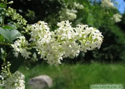 Weiße Blüten des Gewöhnlichen Liguster (Ligustrum vulgare) vor grüner Wiese im Sonnenlicht.