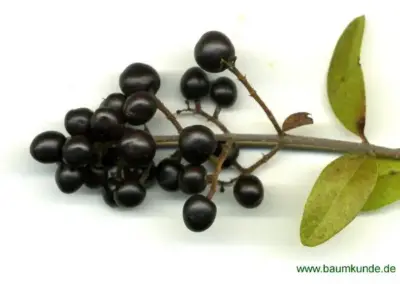 Zweig mit schwarzen Beeren und grünen Blättern auf weißem Hintergrund, Nahaufnahme.