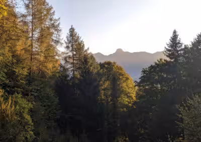 Wald mit Nadelbäumen im Vordergrund, Berggipfel im Hintergrund bei Sonnenuntergang.